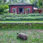Rio De Janeiro Park Narodowy Tijuca Restauracja Wiewiorek Żółw Leśny