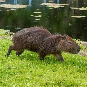 Pantanal Carioca - Capibara