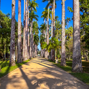 Ogród Botaniczny - Aleja Palmowa